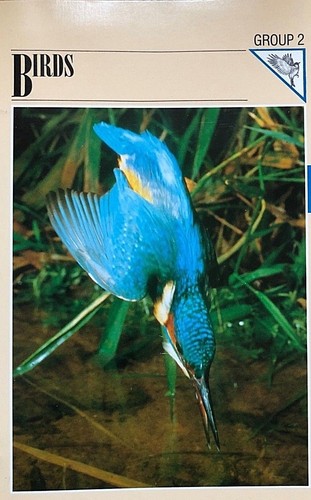 Wildlife-Fact-File-Birds-Wild
