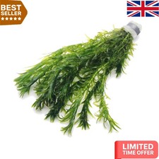 Versatile Elodea Densa Aquatic Plant - Crystal Clear Water for Indoor & Outdoor