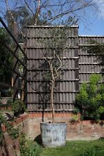 Large mature olive tree in pot