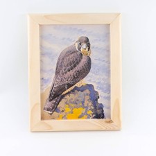 C. F. Tunnicliffe Peregrine Falcon Print 1 of 1 Handmade Somerset Cedar Frame Un