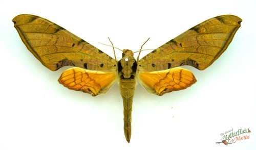 Protambulyx strigilis hawk - protambulyx,