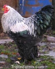 12+ GIANT LARGE FOWL ~DARK