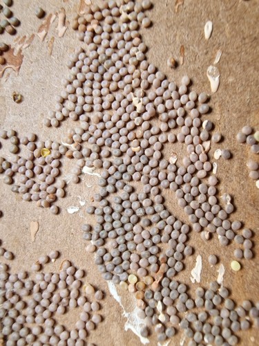 150 silkworm eggs these - 150,