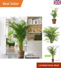 Areca Palm Large Indoor House