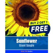 Flower Seeds Sunflower Giant Single  - 20 Seeds Garden Plant Seed Pots