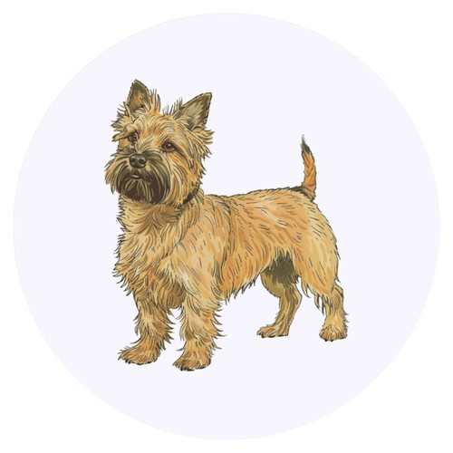 Cairn terrier standing - x, 'cairn