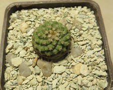 strombocactus esperanzae own