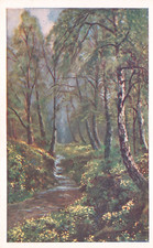 POSTCARD - WOODLAND STREAM