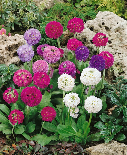 Primula denticulata mixed - 6,