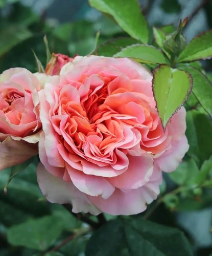 Duchess - , of