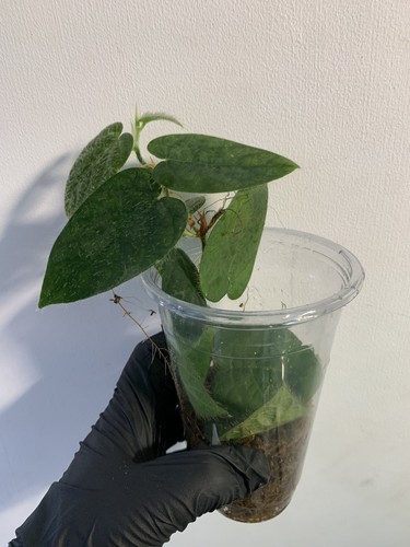 Ficus villosa established - villosa,