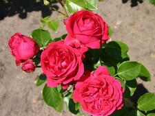 PRE ORDER - RED EDEN ROSE - Fragrant Red Climbing Rose - Bareroot