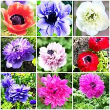 10 Anemone St Brigid Corms | Mixed Colours | High quality spring flowering bulbs