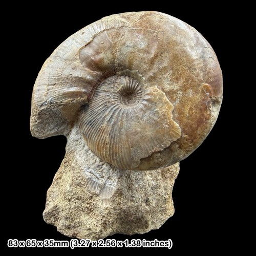 Sigaloceras ammonite fossil - sigaloceras,