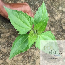 1 Kg Dried Mexican Dream Herb