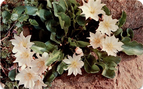 Tals bitterroot lewisia - tals, bitterroot,