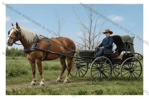 Col2666 horse drawn - horse,