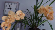 Artificial Orchid Stems
