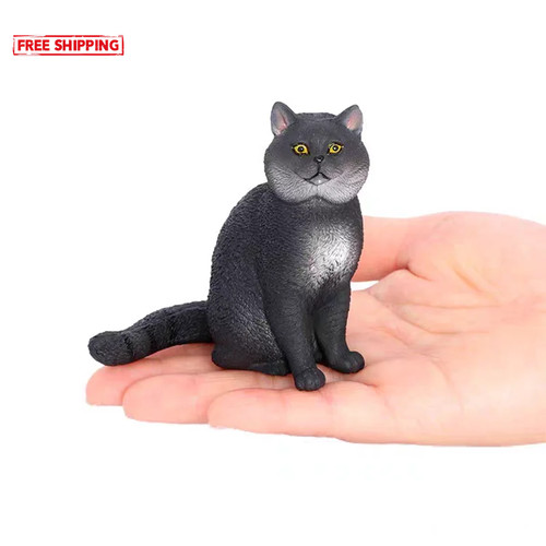 British shorthair cat - shorthair,