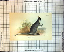 Old Parry'S Wallaby Australia
