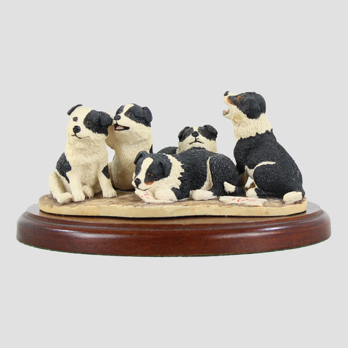 Collie pups for - for, border