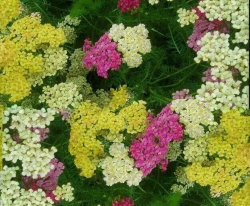 Yarrow achillea millefolium - achillea,