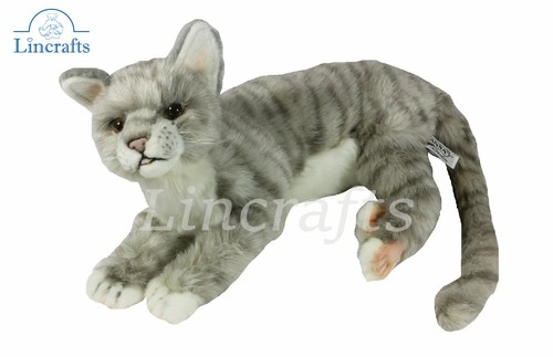 Hansa grey tabby kitten - hansa,