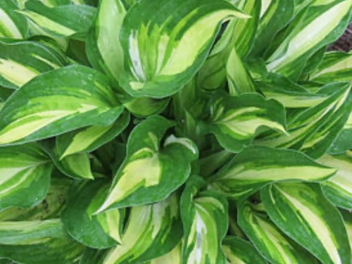 Hosta lakeside little - lakeside, tuft