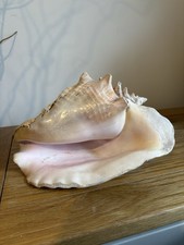 Natural Queen Conch Shell Beautiful Conchology Collector Piece 12x25x18cm
