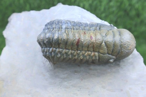 Devonian crotalocephalina - devonian,