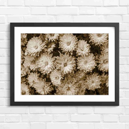 Vibrant pink chrysanthemum - vibrant,