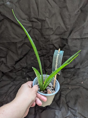 Sansevieria kirkii