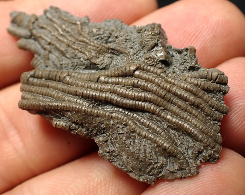 Small detailed crinoid head