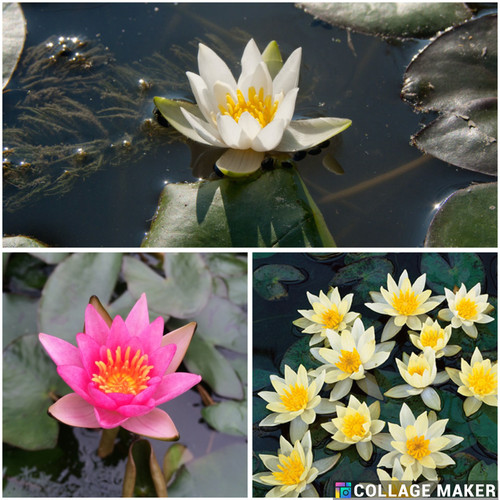 Pygmaea lilly collection - pygmaea,