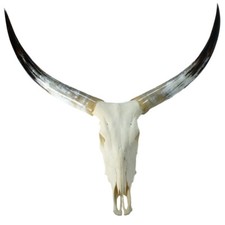 Genuine Cattle Skull with Long