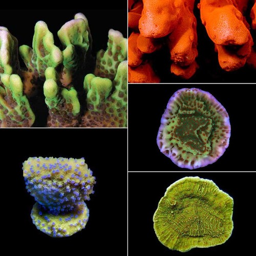 Aquacultured montipora frag - montipora,