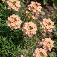 Summer Bedding Flowers