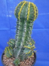 Euphorbia fruiticosa Nice