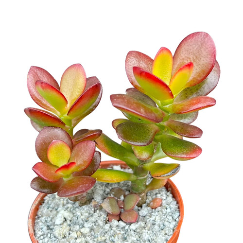 Crassula ovata minima - , uk
