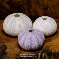 3x Sea urchin Lilac 4-6 cm