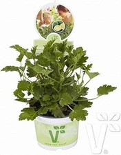 Geranium Scented Grandeur Odorata LemonÂ® Supersize XXL Plug Plants Pack x3