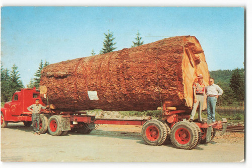 Giant fir log a logging - fir, on