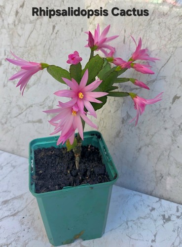 Rhipsalidopsis cactus plant - rhipsalidopsis,