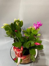 x3 Christmas Cactus- White/