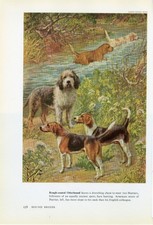 OTTERHOUND DOG OLD 1958 DOG ART PRINT by Artist EDWARD HERBERT MINER