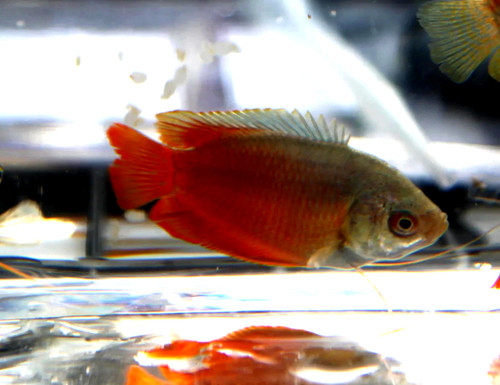 Red flame gourami freshwater - 3,