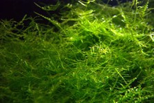 Java Moss Live Aquarium Moss