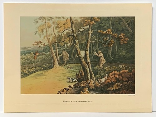 Pheasant shooting reprodution - pheasant,