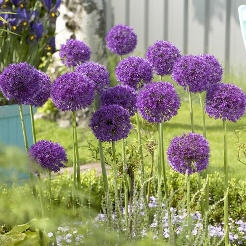 Allium purple sensation x - sensation,, 25
