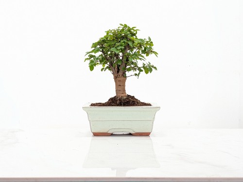 Chinese elm bonsai - chinese,